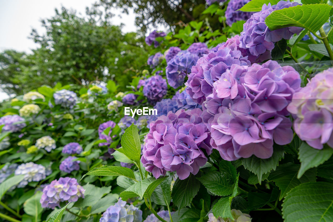 plant, flower, flowering plant, beauty in nature, freshness, nature, plant part, leaf, purple, growth, fragility, close-up, hydrangea, petal, no people, garden, flower head, green, inflorescence, day, outdoors, lilac, springtime, hydrangea serrata, botany, focus on foreground, blossom