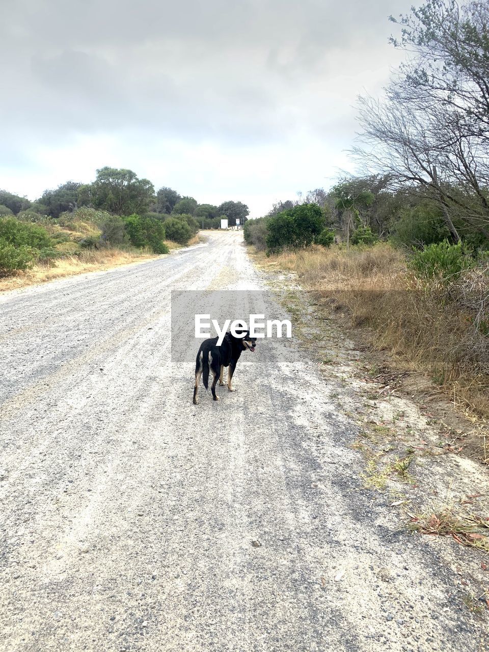 Dog running on road