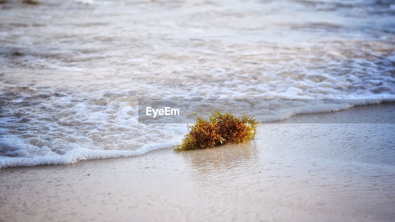 High angle view of plant on beach