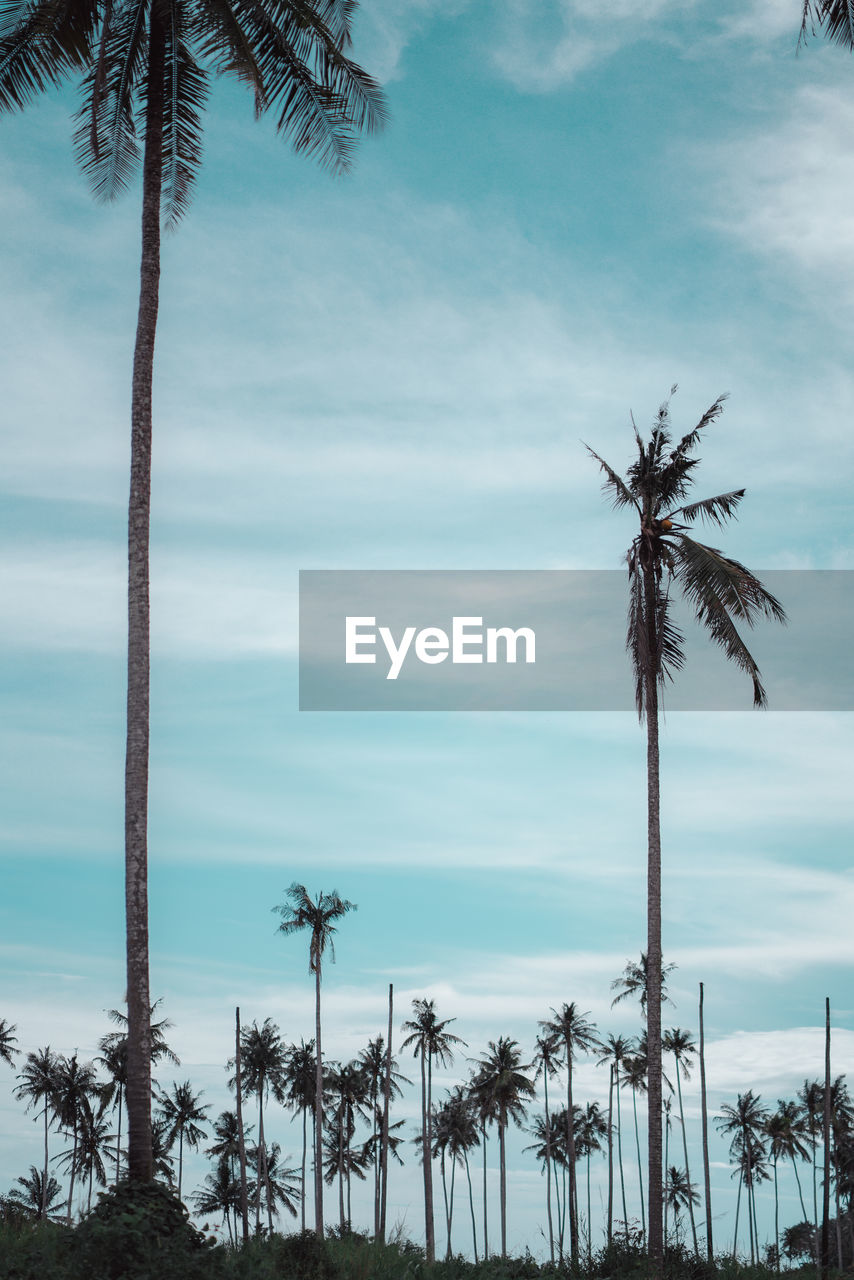 palm tree, tropical climate, tree, sky, plant, cloud, nature, wind, coconut palm tree, beauty in nature, land, tranquility, tree trunk, trunk, no people, water, scenics - nature, tranquil scene, beach, tropical tree, outdoors, growth, sea, day, environment, idyllic, flower, borassus flabellifer, non-urban scene, low angle view, travel destinations
