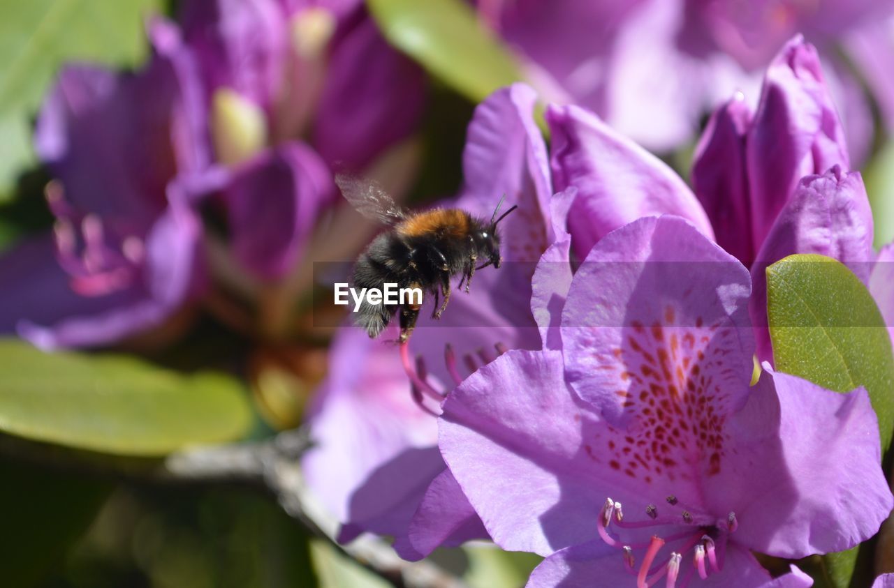 CLOSE-UP OF BEE POLLINATING ON PURPLE FLOWERING
