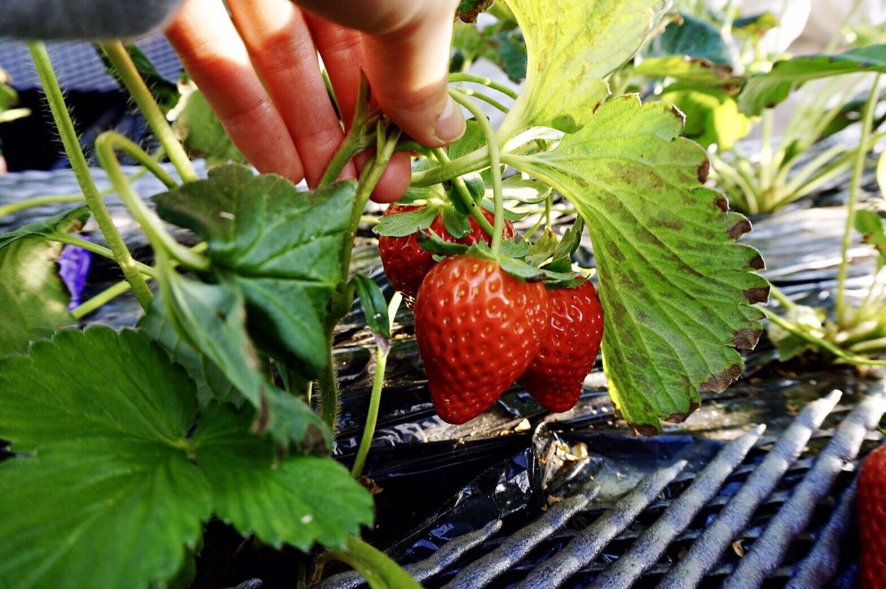 CLOSE-UP OF HAND HOLDING STRAWBERRY