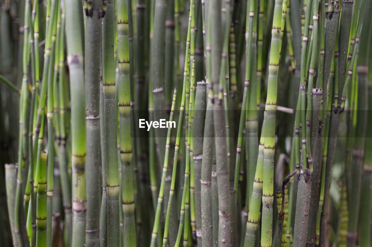 Full frame shot of sugar cane