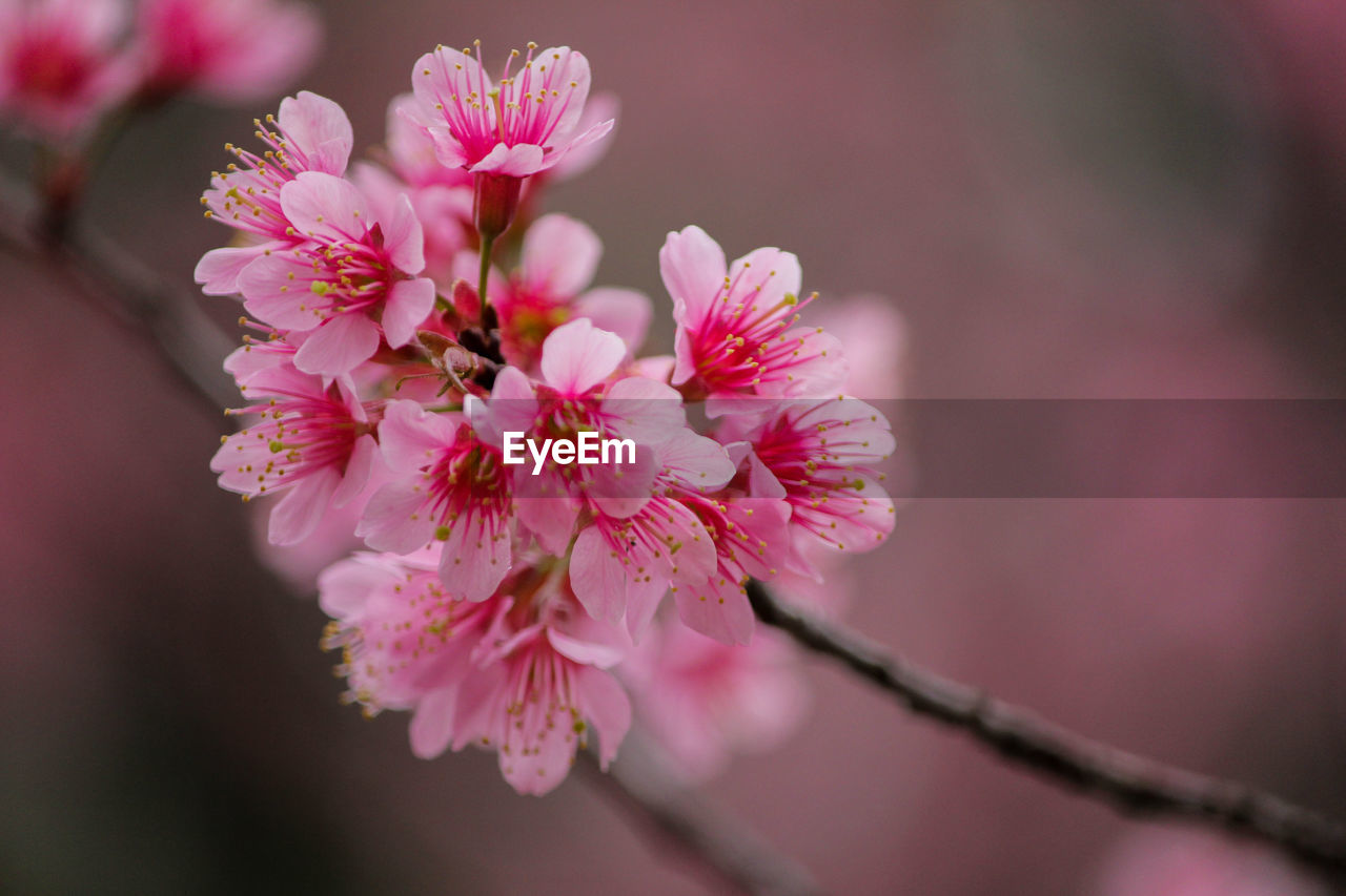 Pink flower of wild himalayan cherry
