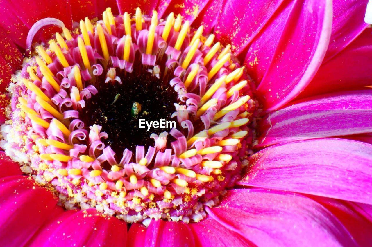 Close-up of pink flower