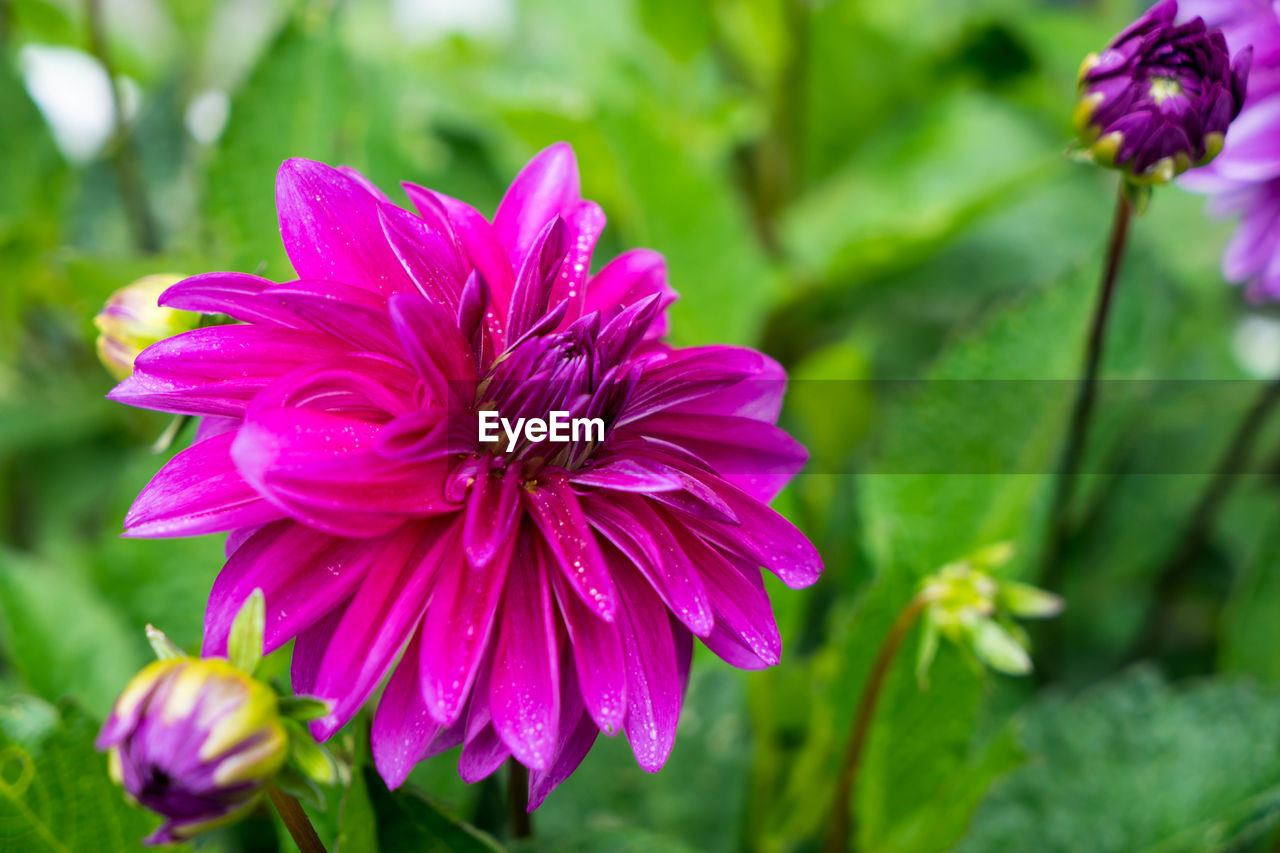 CLOSE-UP OF PINK FLOWER AGAINST PURPLE FLOWERING PLANT