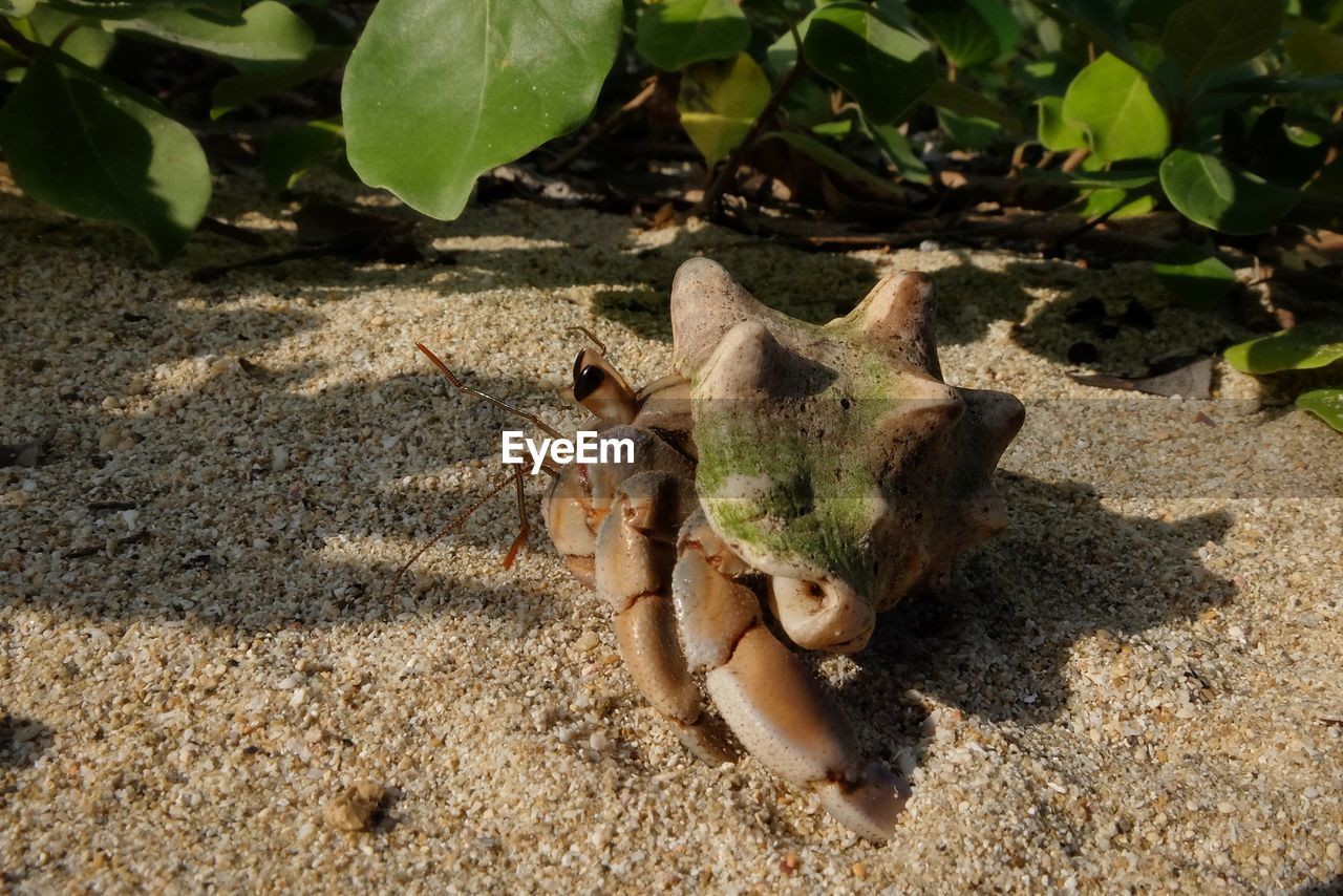 HIGH ANGLE VIEW OF SNAKE ON LAND