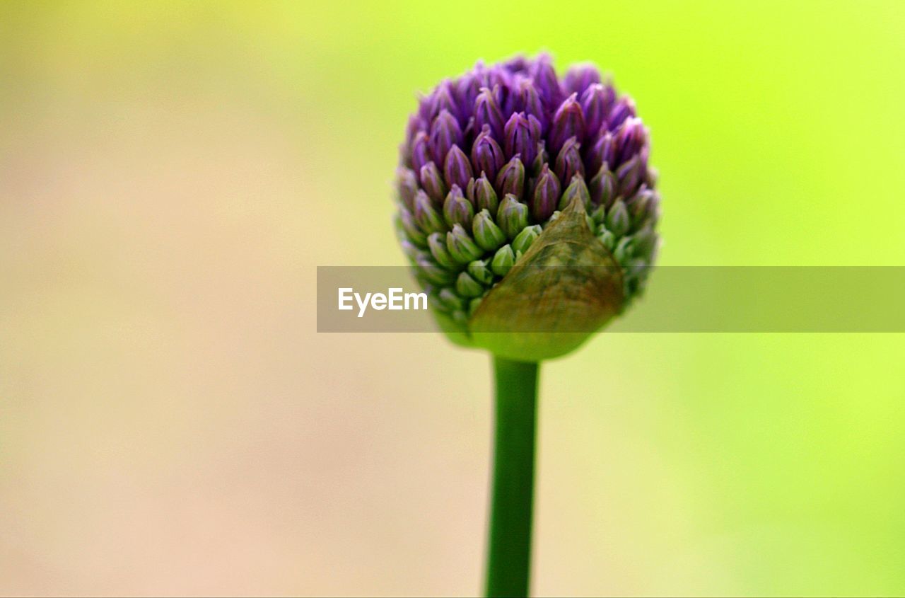 Close-up of purple flowering plant