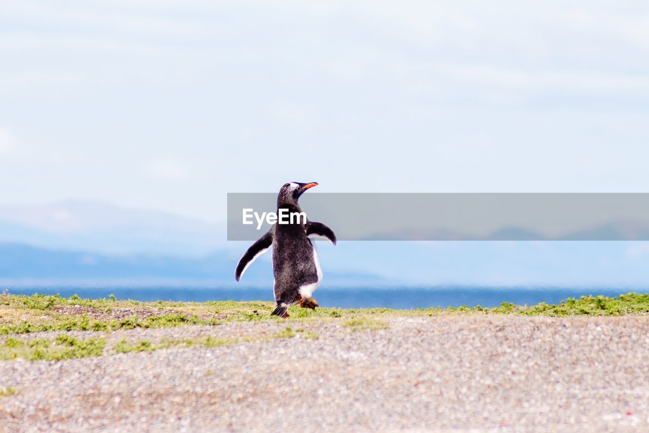 Penguin walking on land against sky