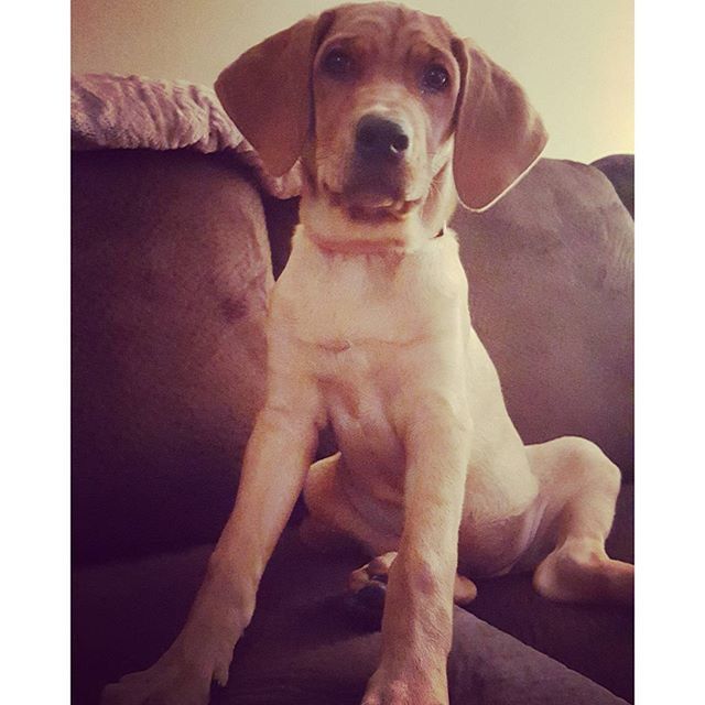 PORTRAIT OF DOG SITTING ON FLOOR