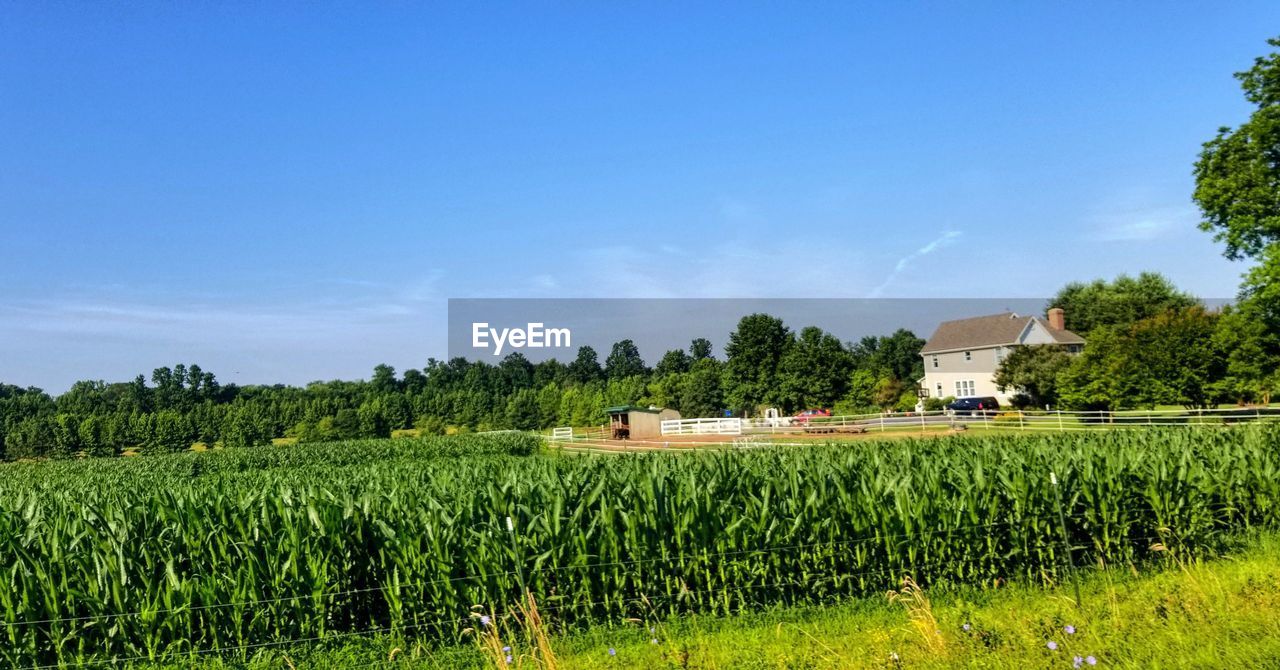 AGRICULTURAL FIELD AGAINST SKY