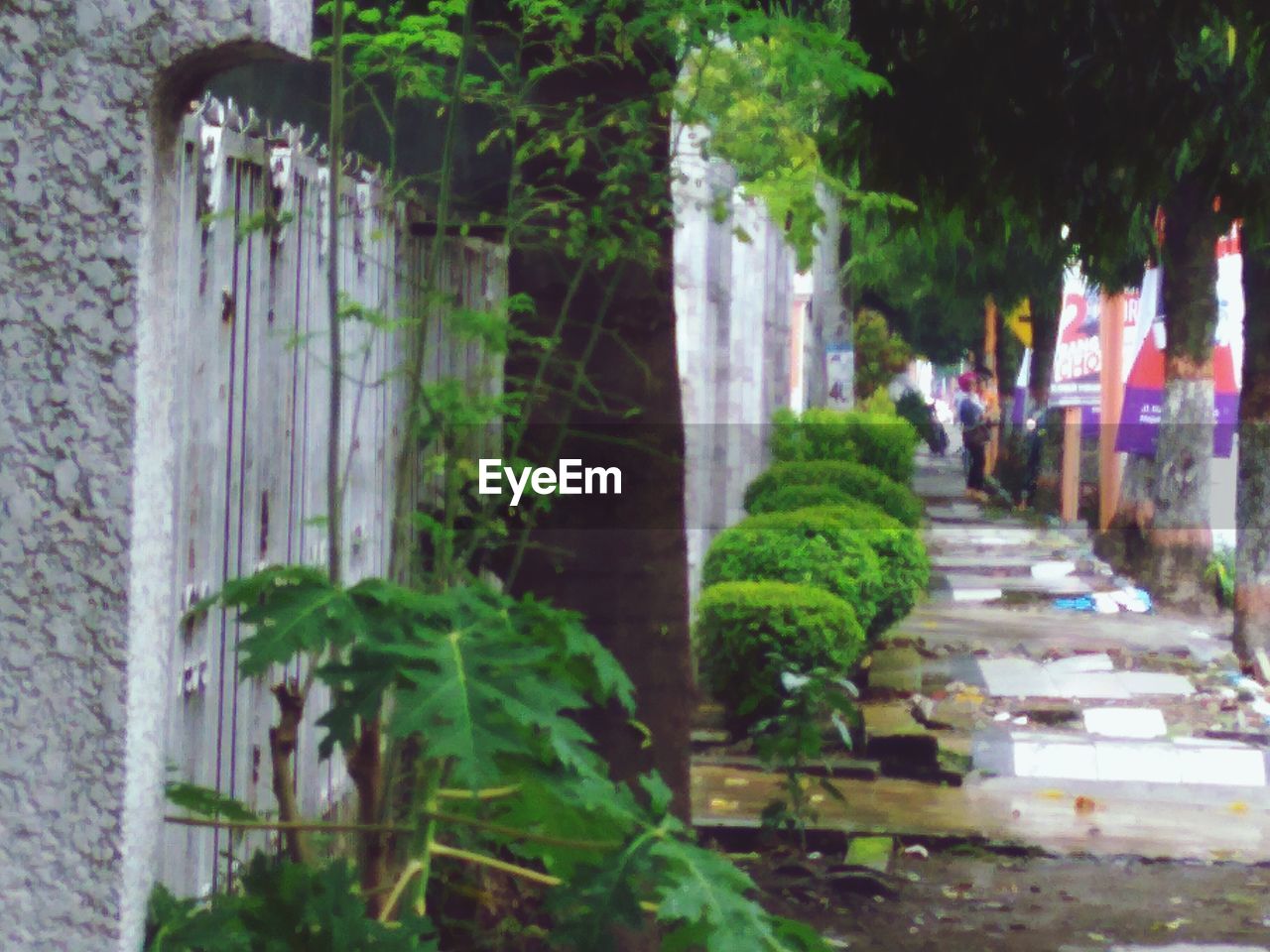 PANORAMIC VIEW OF POTTED PLANTS IN YARD