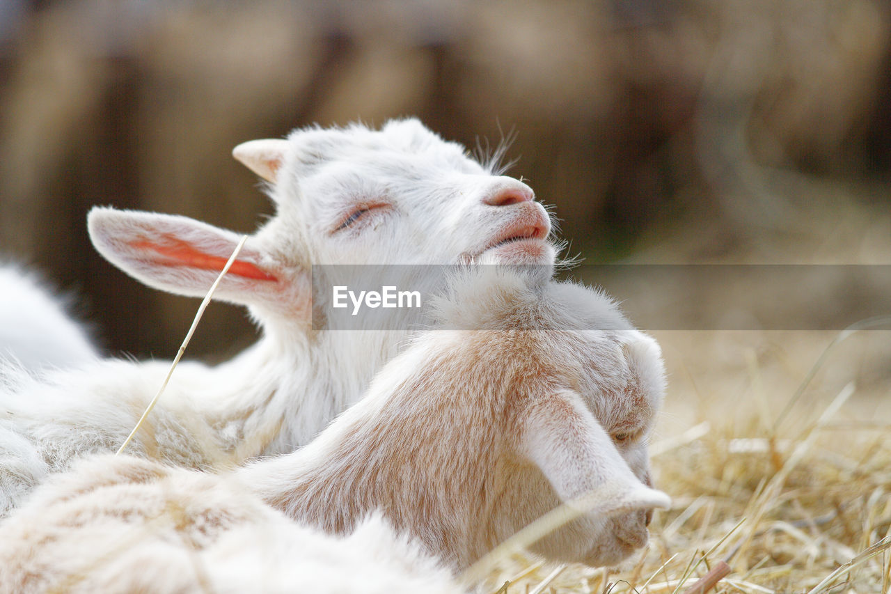 Close-up of white goat