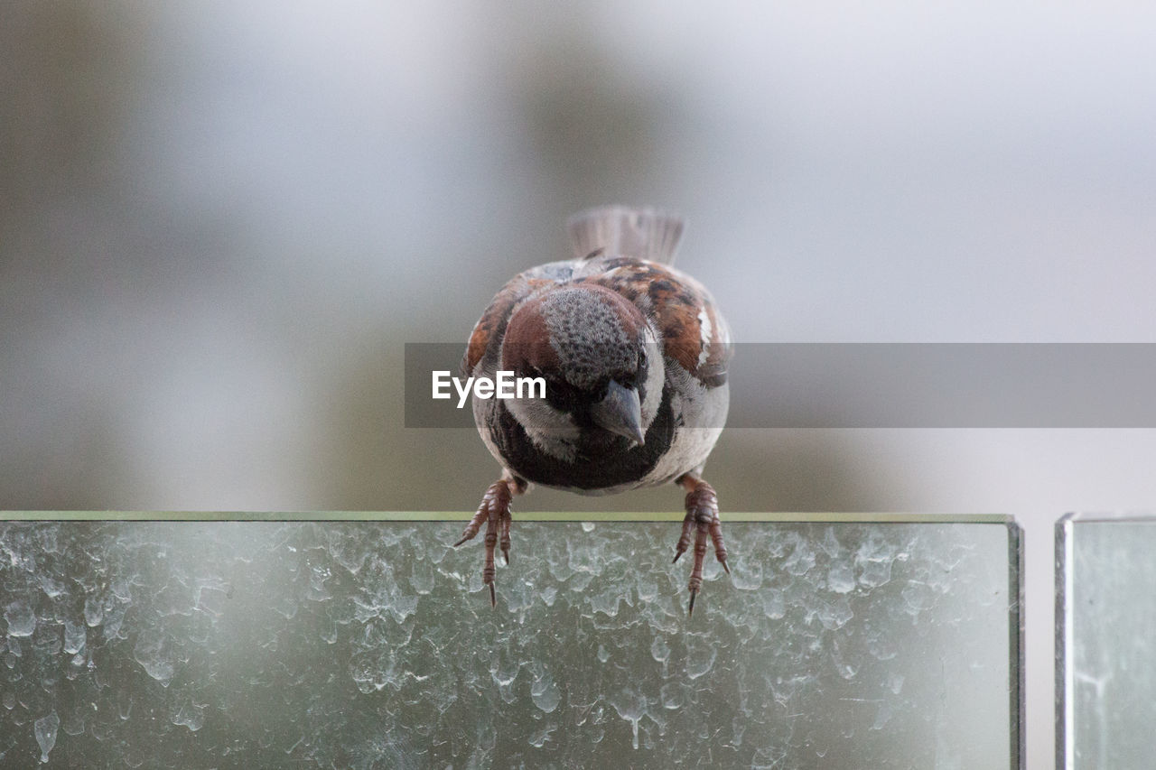 Close-up of sparrow perching on glass railing