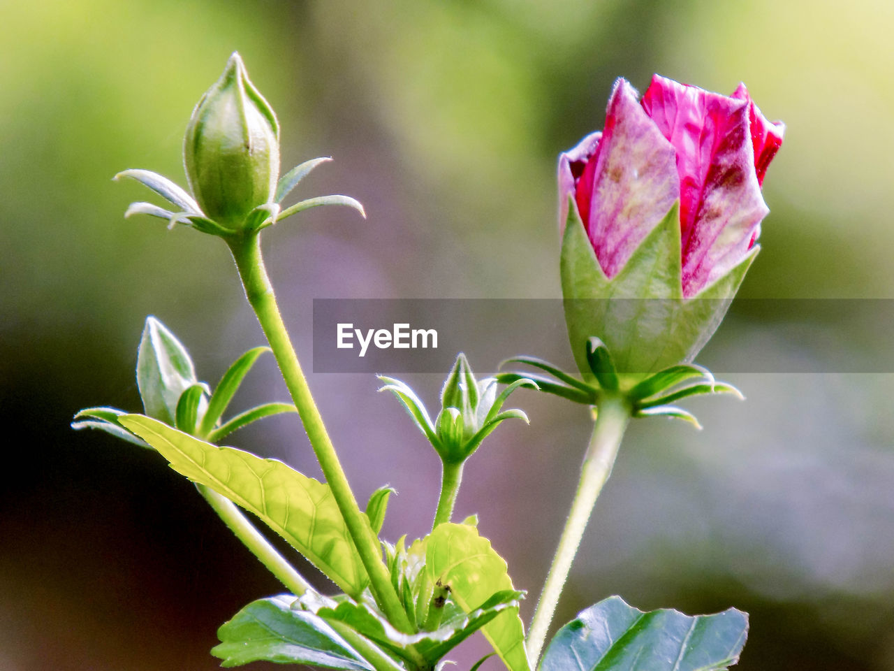 Close-up of purple flowering plant