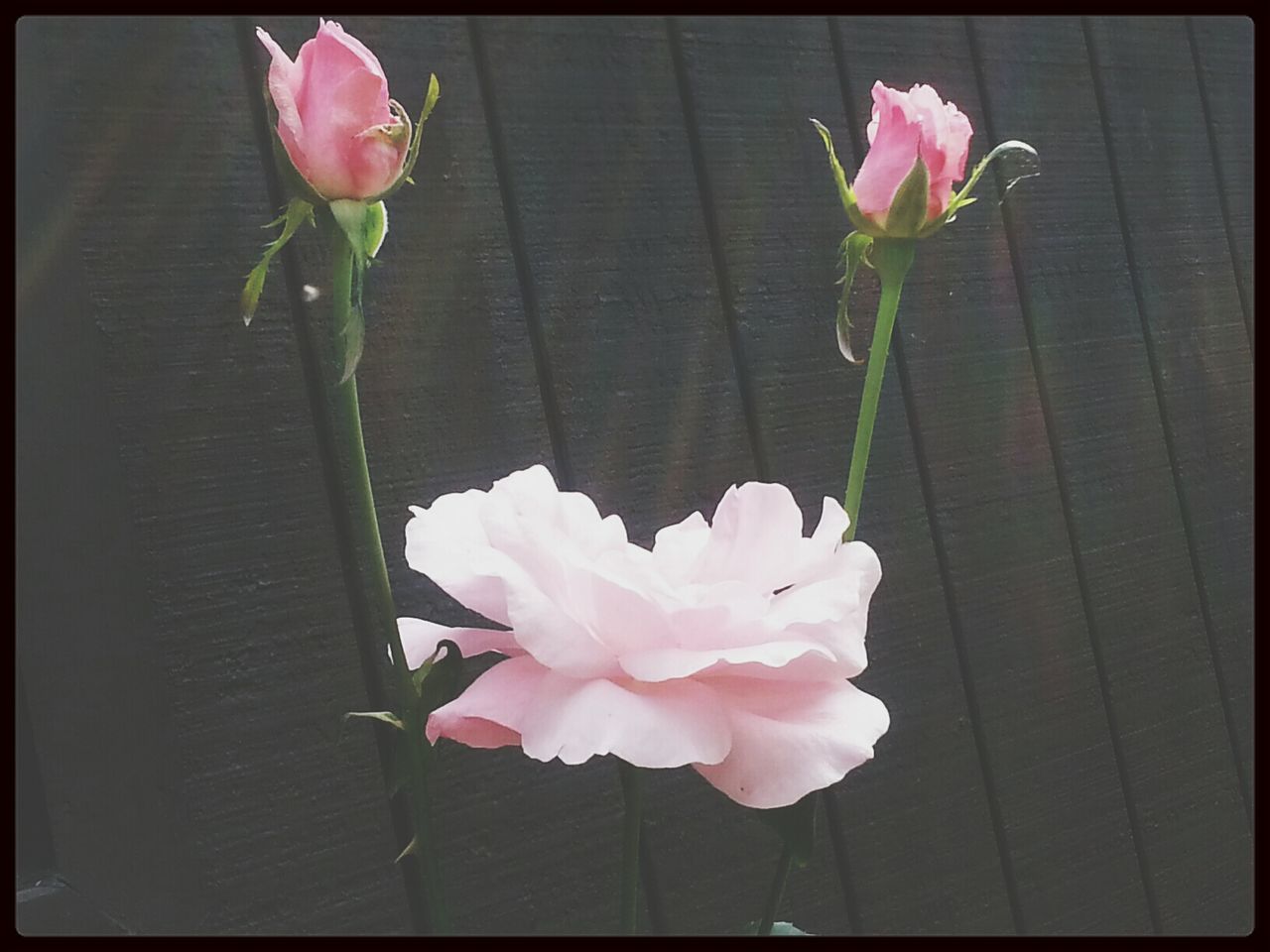 Pink rose against wooden fence