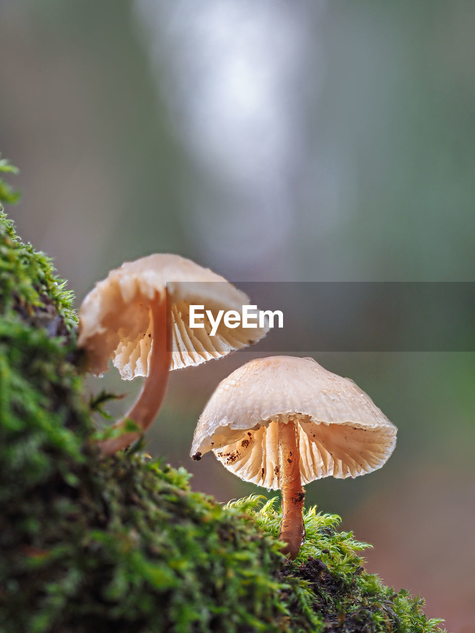 Close-up of mushroom growing on land