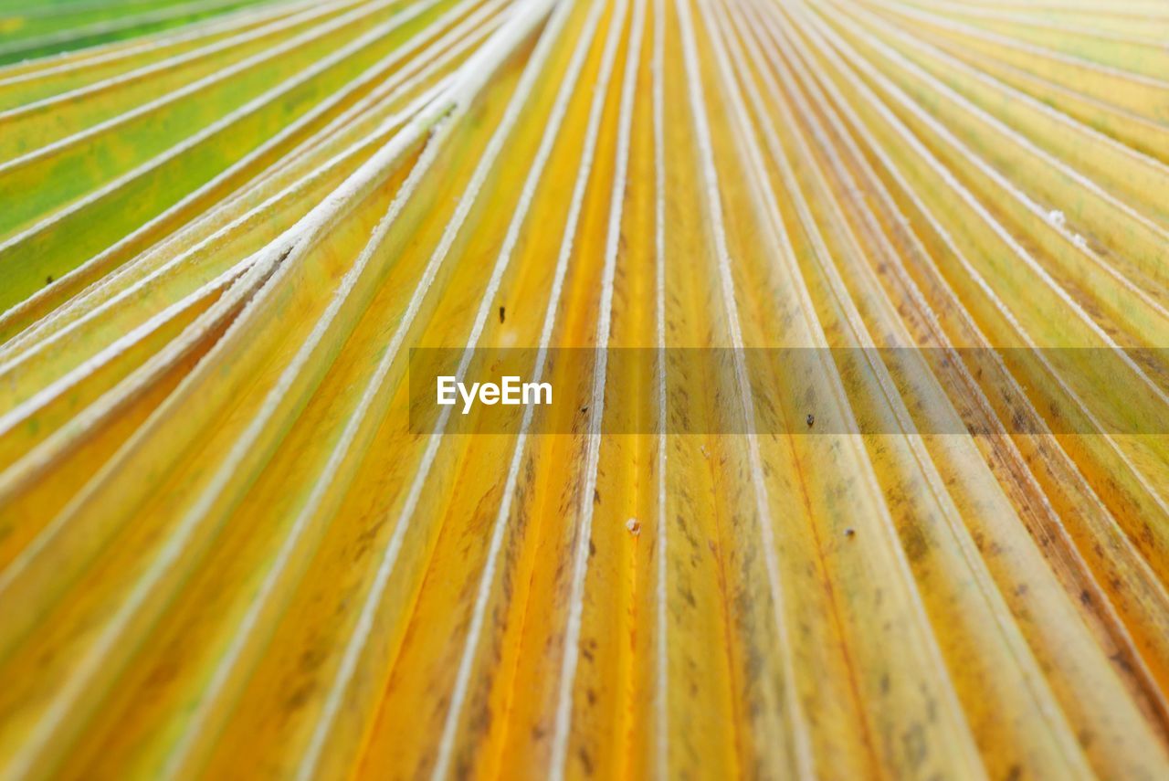 Full frame shot of palm leaf