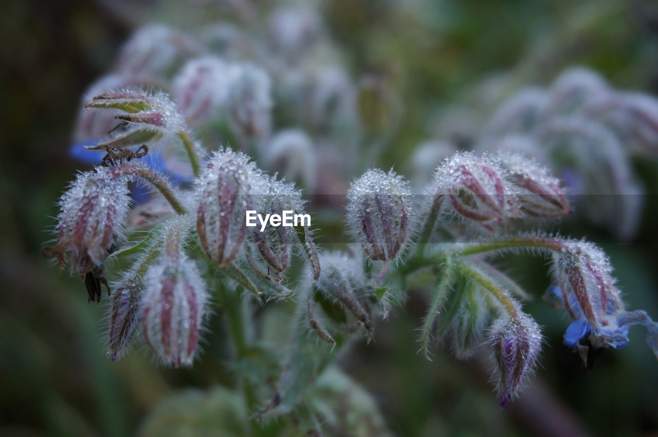 CLOSE-UP OF FROZEN PLANT