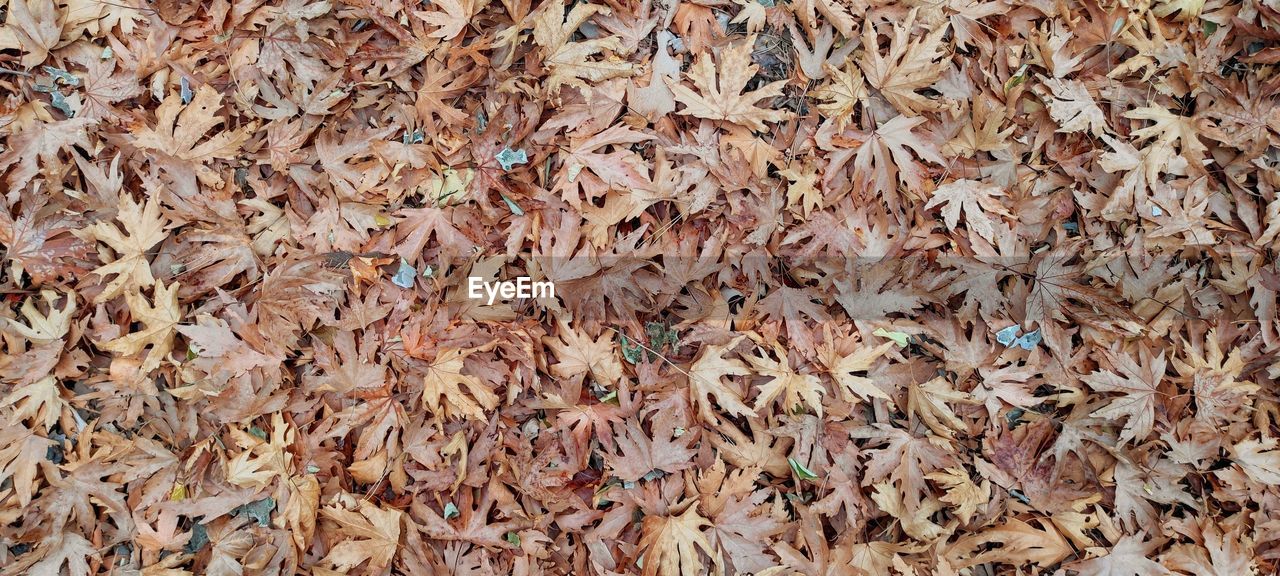 HIGH ANGLE VIEW OF DRIED LEAVES ON DRY AUTUMN