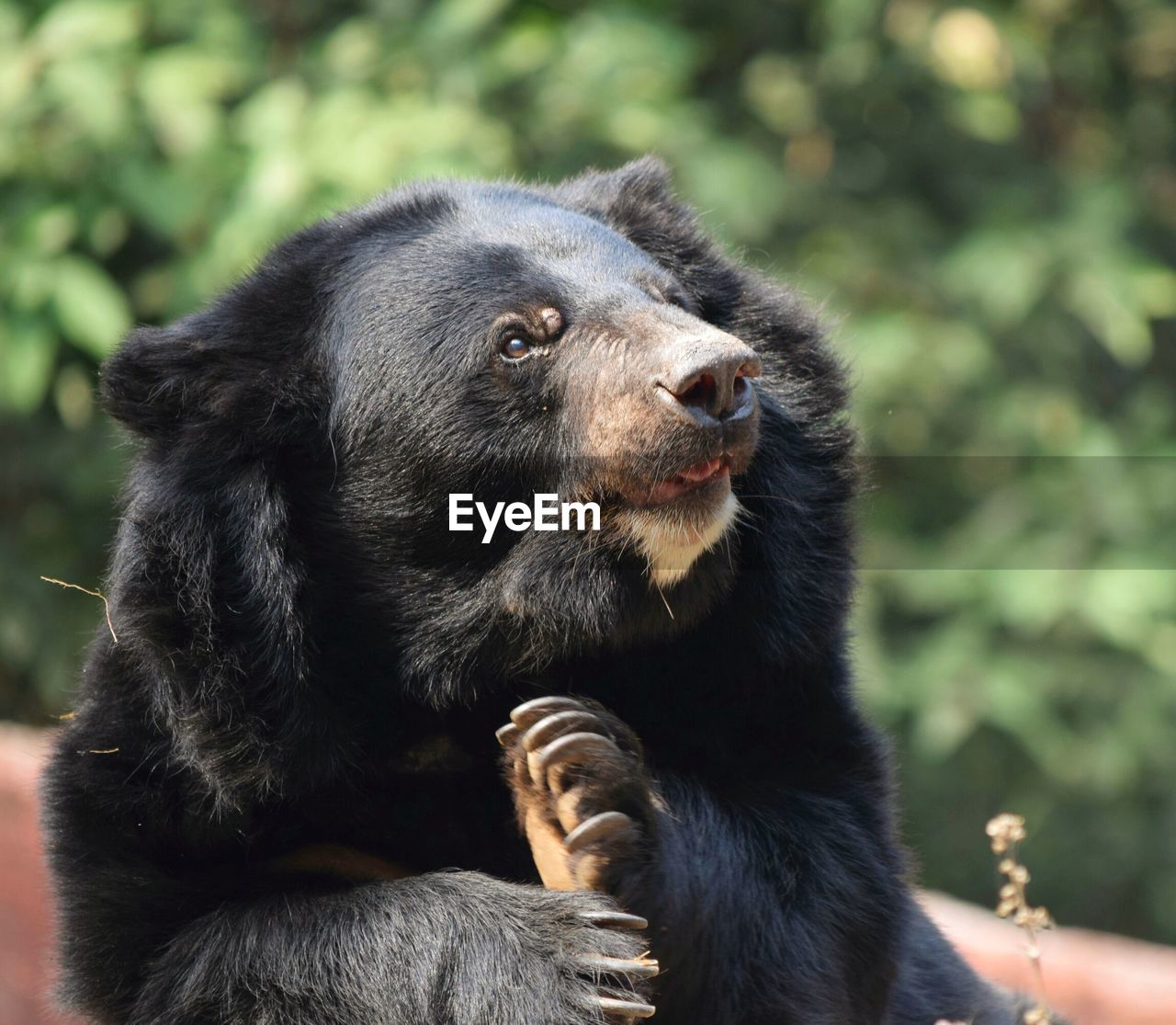 Close up of a asian bear 