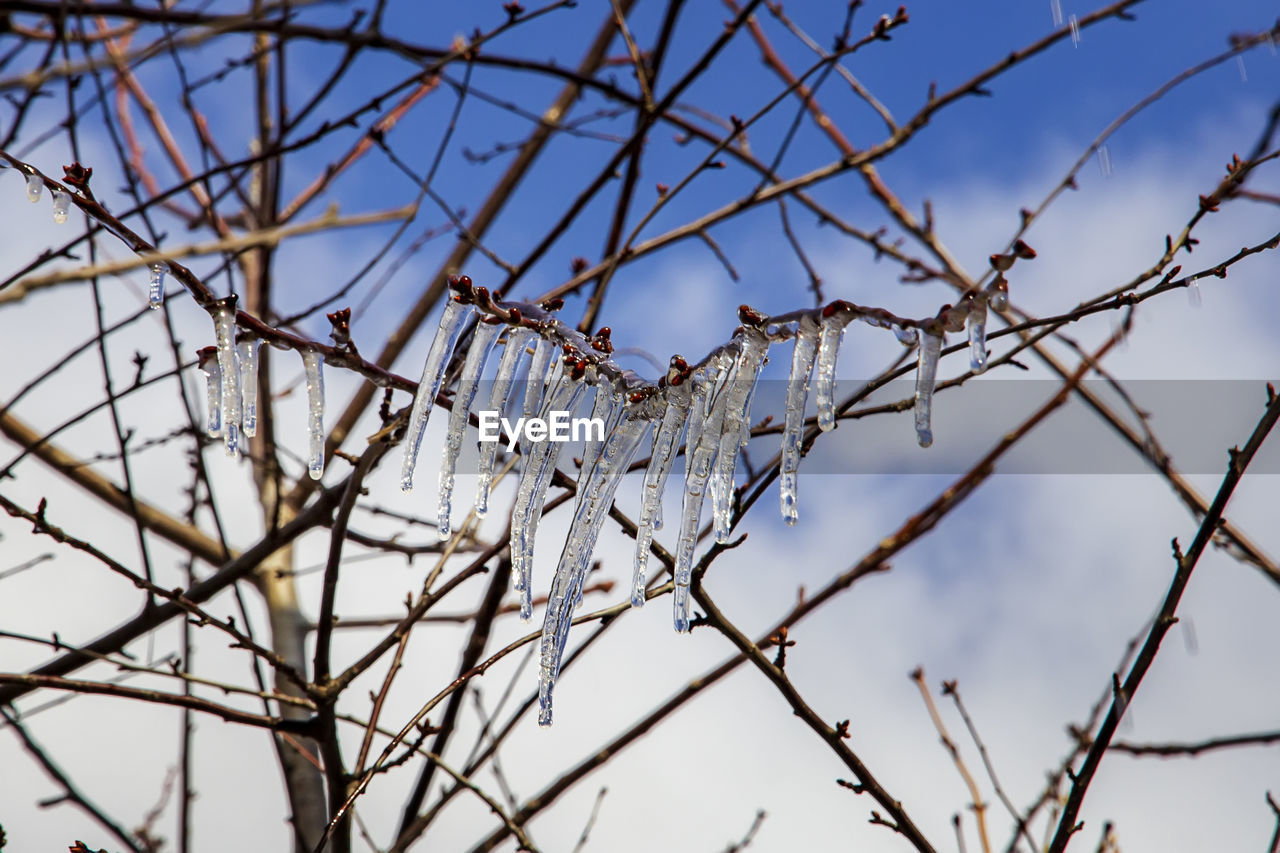 branch, nature, twig, sky, winter, no people, tree, plant, frost, fence, grass, outdoors, low angle view, outdoor structure, wire fencing, day, blue, leaf, focus on foreground, flower, bare tree