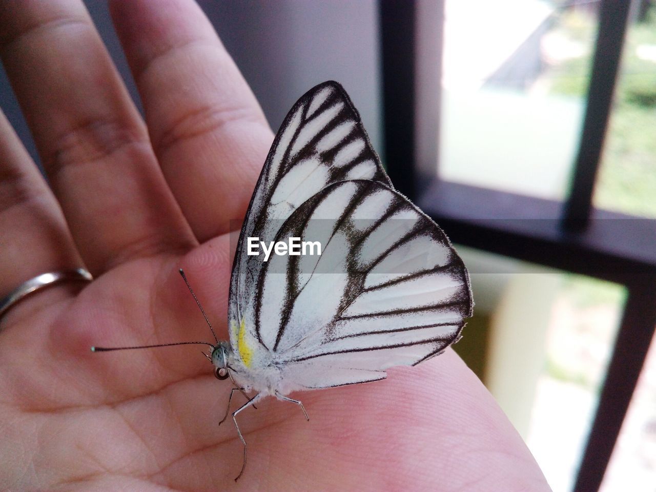 Close-up of butterfly on hand