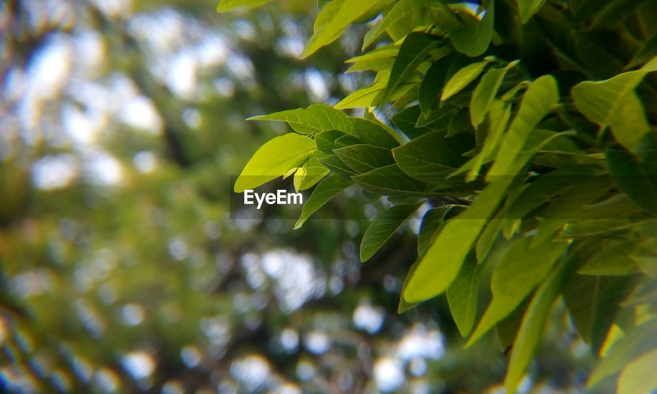 Low angle view of leaves on tree, new green foliage on custard apple tree