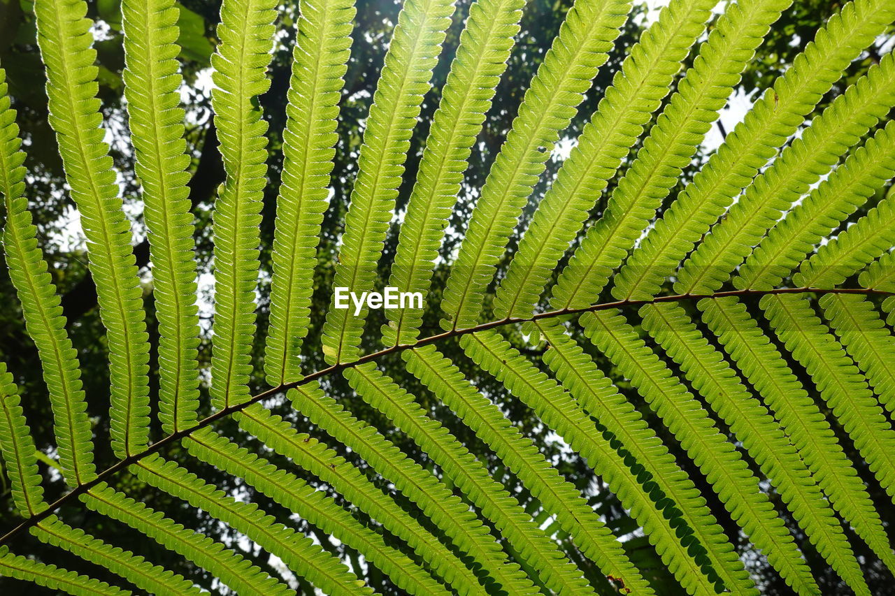 close-up of palm tree