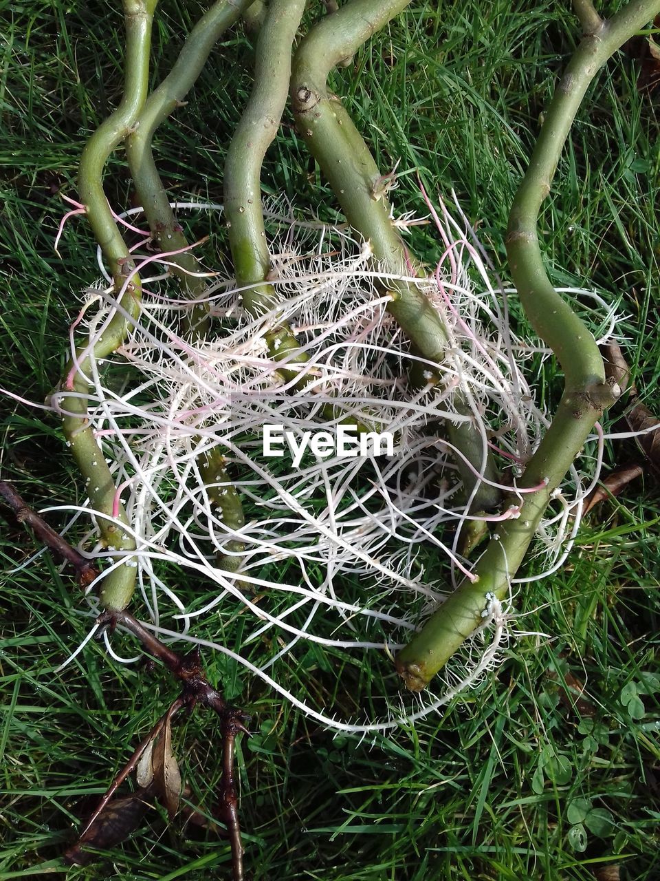 FULL FRAME SHOT OF SUCCULENT PLANTS ON FIELD