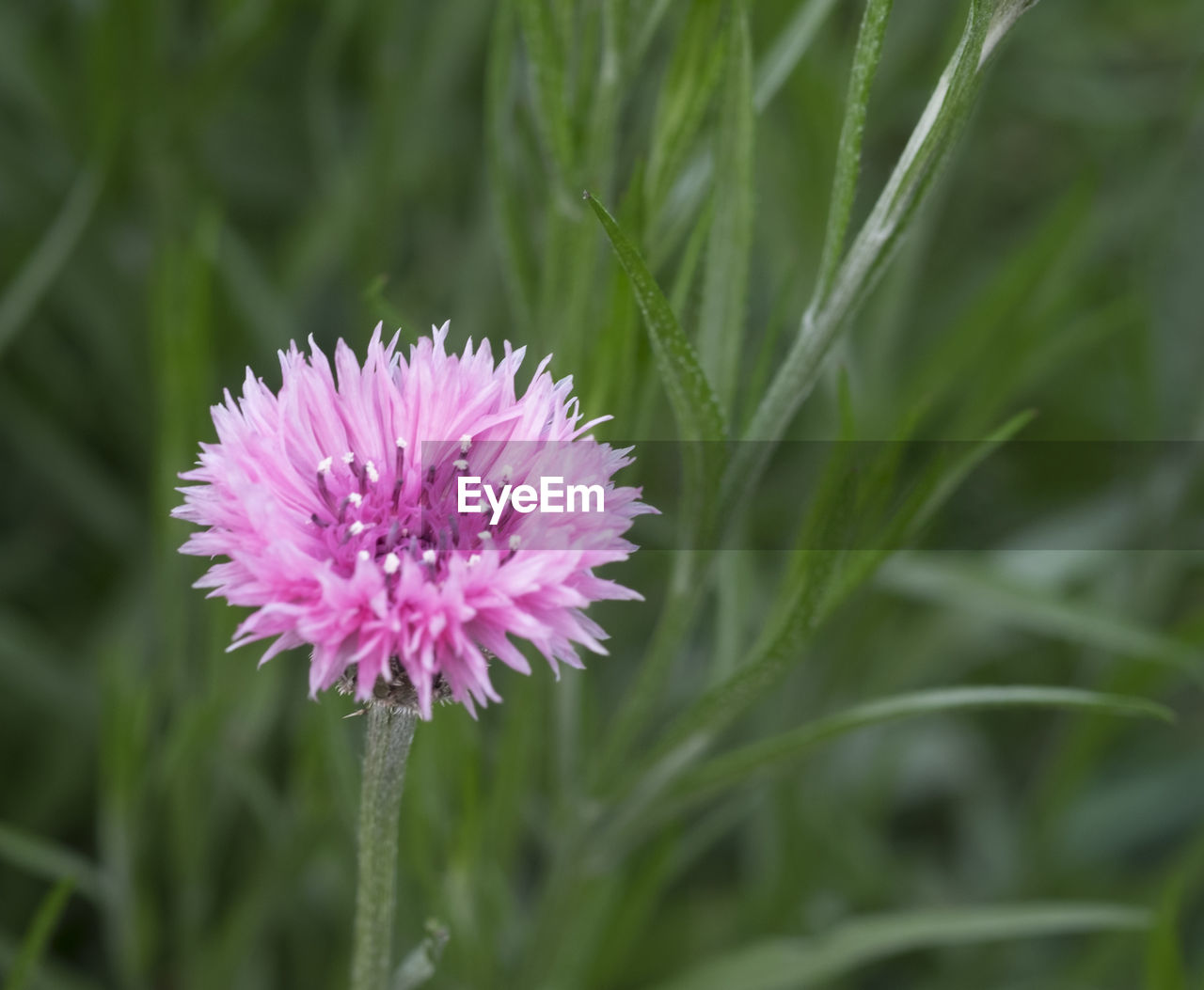 CLOSE-UP OF PINK FLOWERS BLOOMING