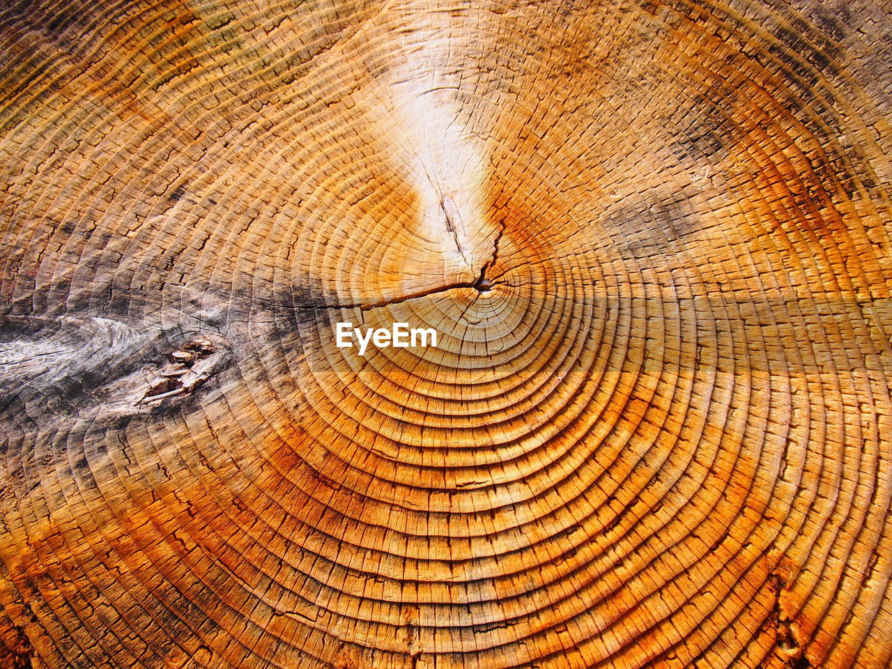 Extreme close-up of tree stump