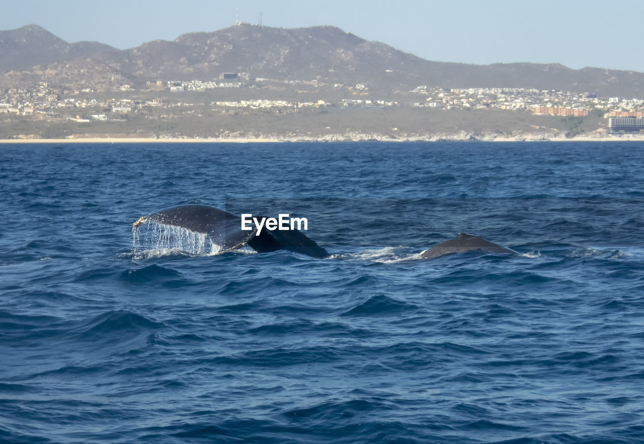 Humpback whale