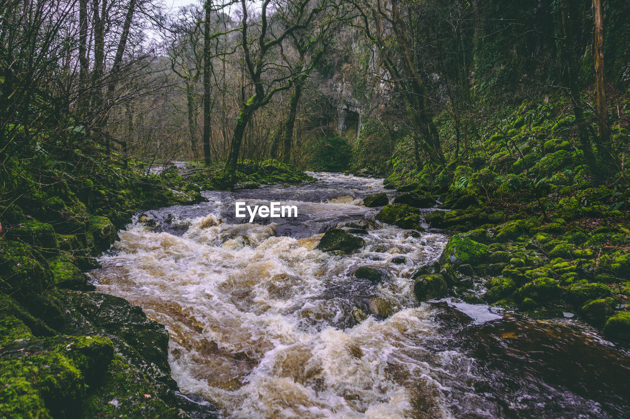 SCENIC VIEW OF STREAM FLOWING THROUGH FOREST