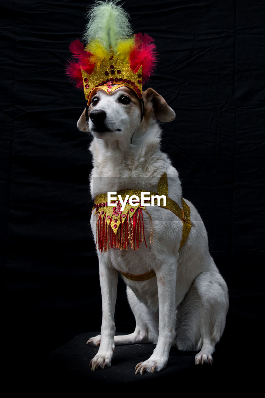 PORTRAIT OF DOG SITTING ON BLACK BACKGROUND