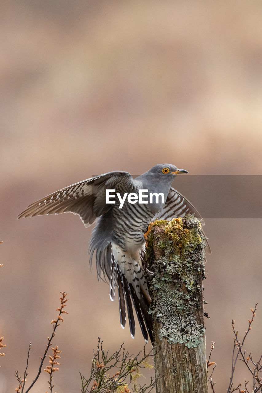 Close-up of bird perching on wooden post