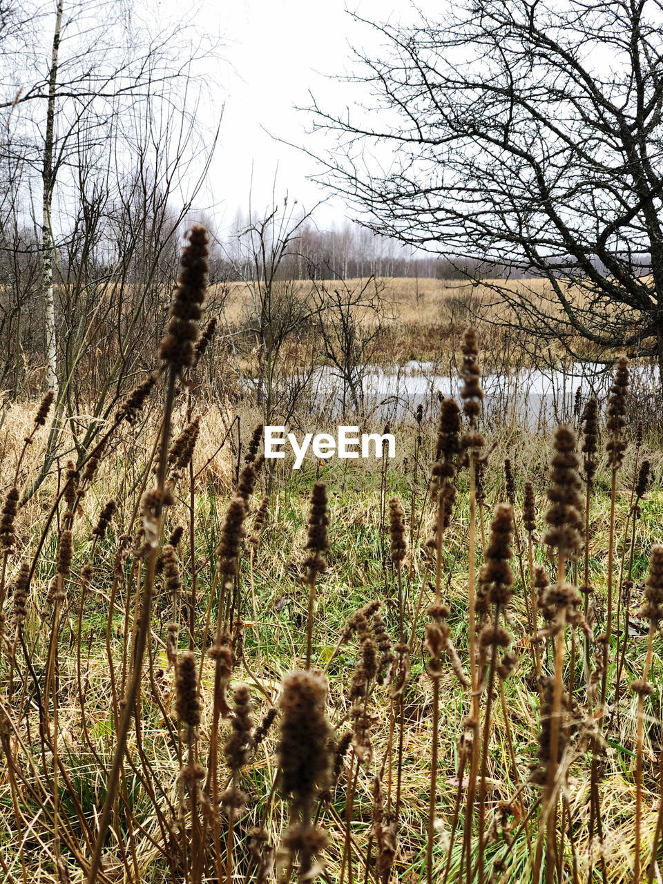 PLANTS GROWING ON LAND