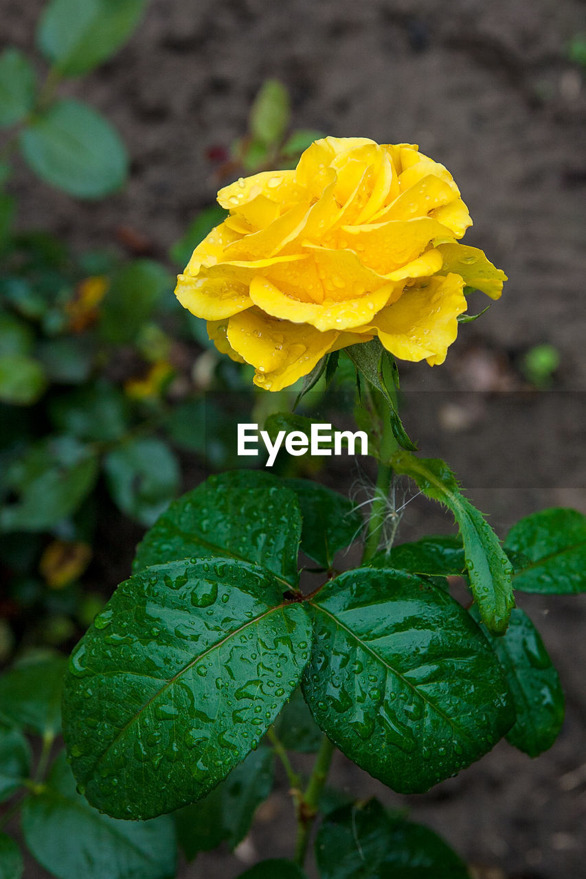 CLOSE-UP OF YELLOW FLOWER