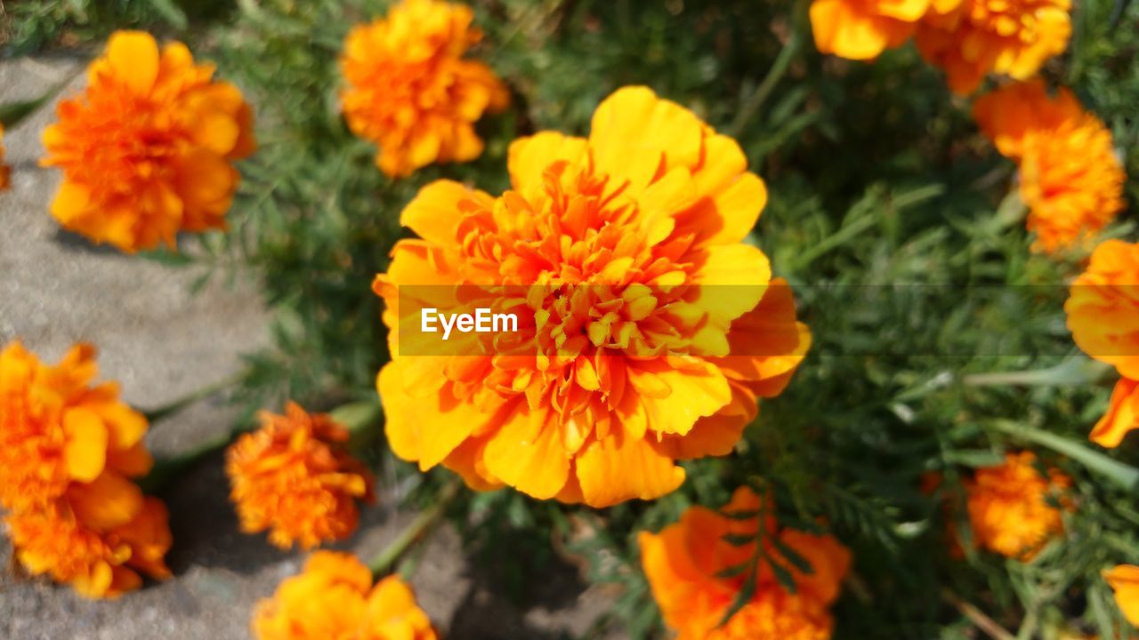 HIGH ANGLE VIEW OF MARIGOLD BLOOMING OUTDOORS