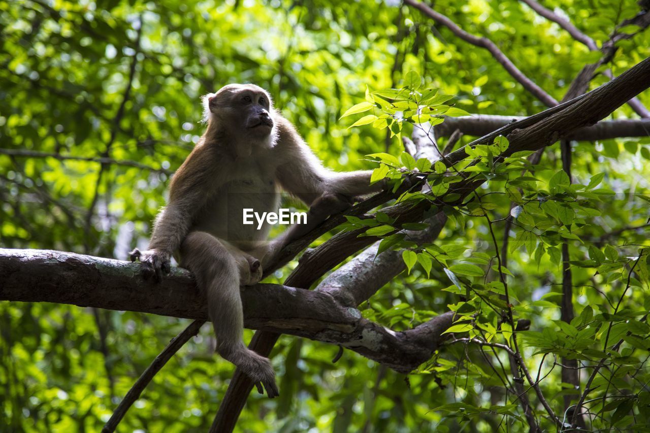 Low angle view of monkey sitting on tree in forest