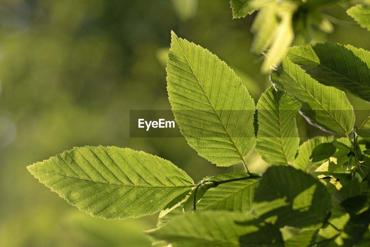 leaf, plant part, plant, green, tree, nature, close-up, food and drink, no people, flower, food, beauty in nature, growth, freshness, sunlight, outdoors, branch, summer, day, backgrounds, environment, herb, leaf vein, produce, agriculture, focus on foreground, selective focus