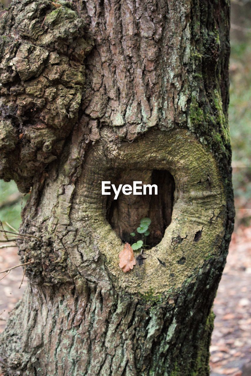 CLOSE-UP OF DEAD TREE TRUNK