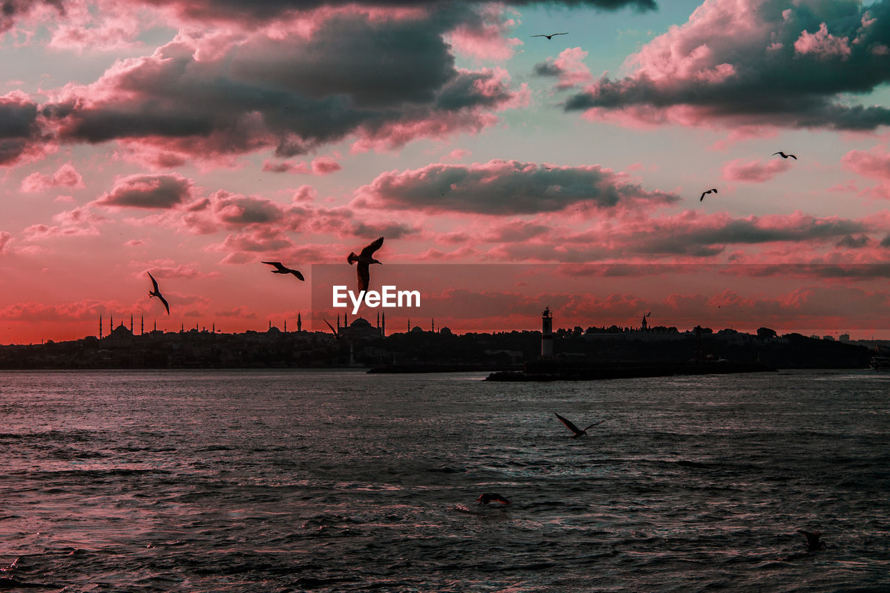 Birds flying over sea at dusk