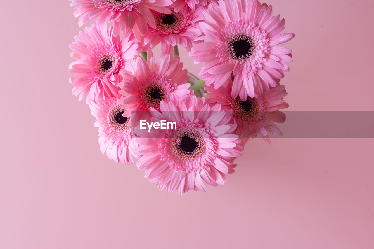 Pink gerberas on pink background from above