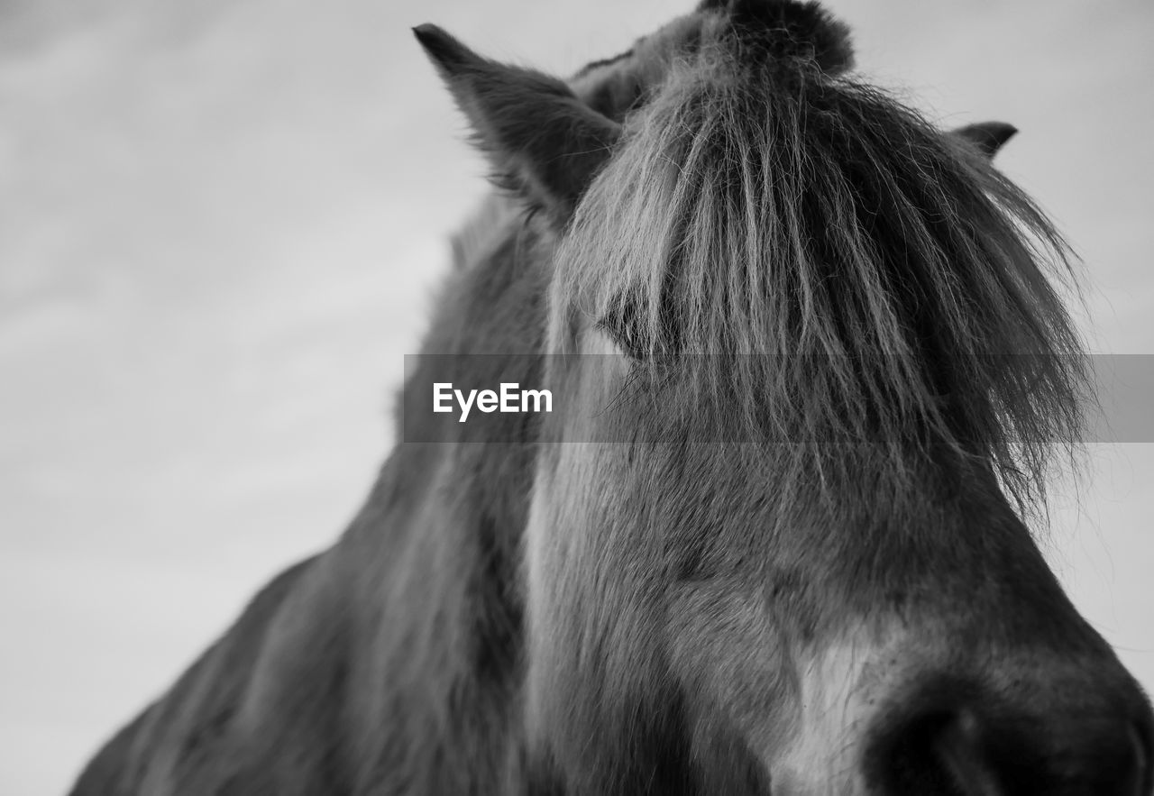 CLOSE-UP OF HORSE OUTDOORS