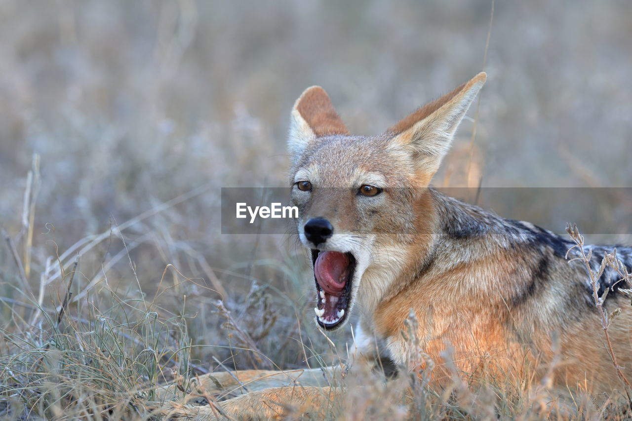 portrait of fox on field