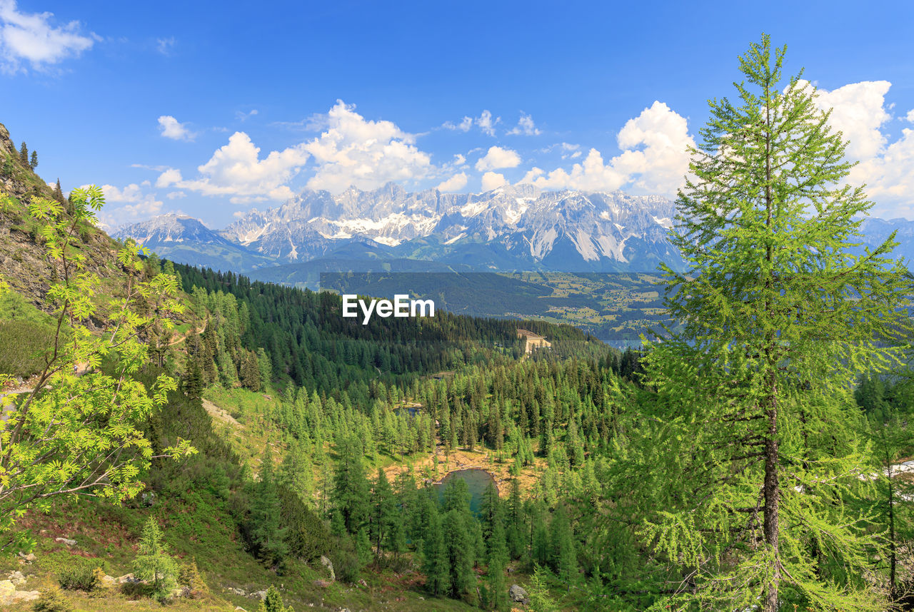 SCENIC VIEW OF PINE TREES BY MOUNTAINS AGAINST SKY