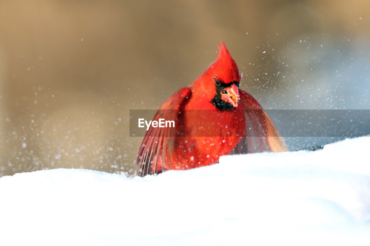 Northern cardinal