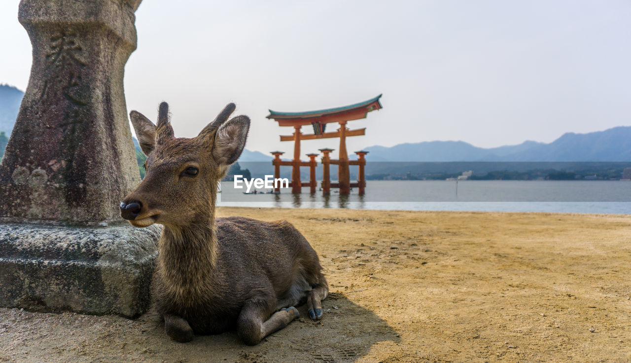 Deer relaxing against itsukushima shrine