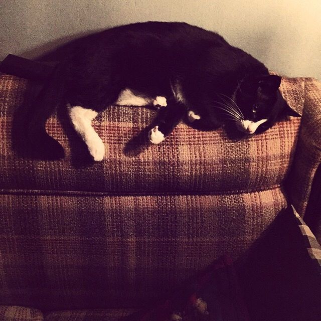 BLACK CAT SLEEPING ON SOFA